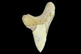 Bargain, Fossil Shark (Cretoxyrhina) Tooth - Kansas #134849-1